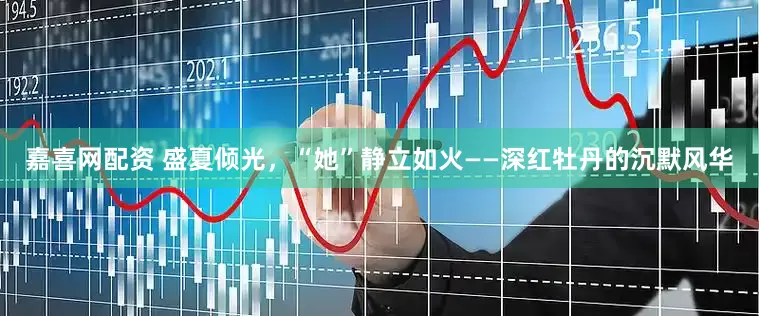 嘉喜网配资 盛夏倾光，“她”静立如火——深红牡丹的沉默风华